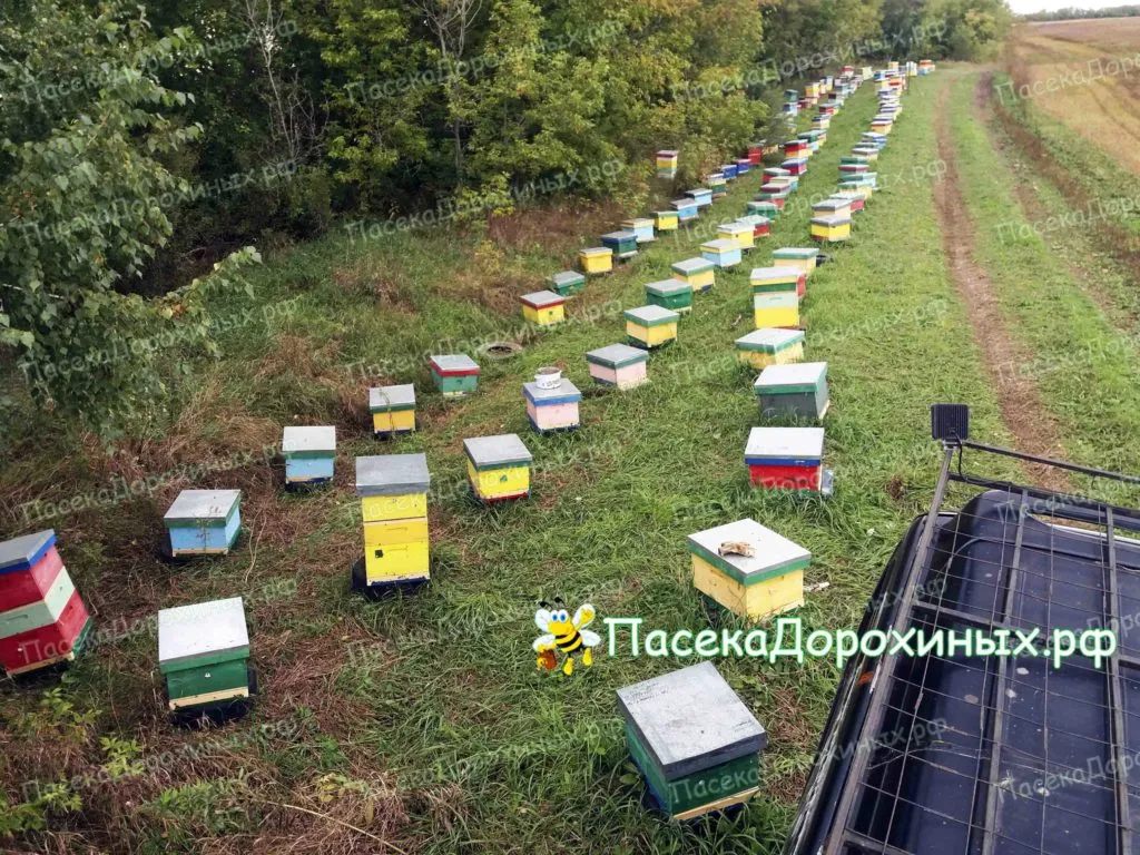 алтайский мед и продукты пчеловодства в Барнауле