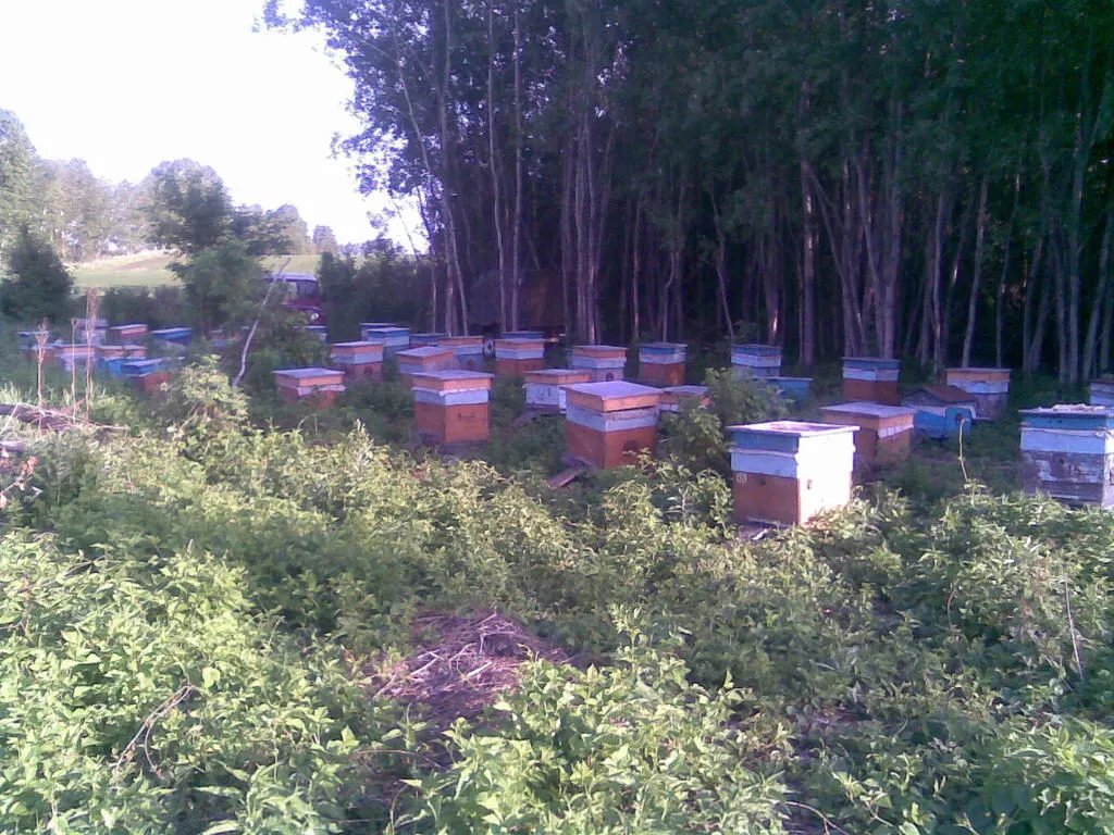 мёд 2012 года с собственной пасеки в Бийске 2