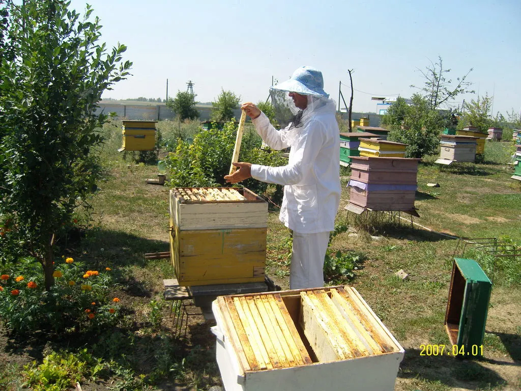 мёд разнотравье Оптом в Барнауле